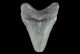 Juvenile Megalodon Tooth - Georgia #75389-1